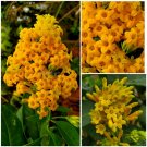Garden Plant Cestrum Aurantiacum Golden Jessamine