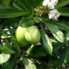 Garden Plant Cerbera Odollam PongPong