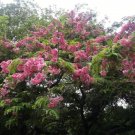 Garden Plant Cassia Roxburgii Dark Pink Shower Tree