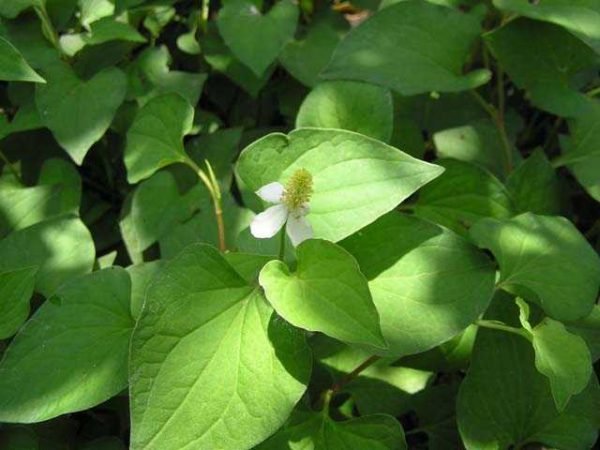 Garden Plant Fish Mint Di&acirc;��ep C&acirc;��a Hou Huynia Cordata