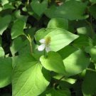 Garden Plant Fish Mint Di’ep C’a Hou Huynia Cordata