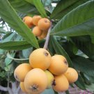 Garden Plant Eriobotrys Japonica “Gold Nugget”