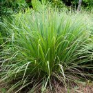 Garden Plant Cymbopogon Flexausus Lemon Grass