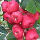 Garden Plant Chompuu Java Apple Wax Jambo
