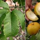 Garden Plant Casimiora Edulis White Sapote