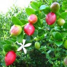 Garden Plant Carrisa Natal Plum