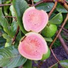 Garden Plant Asian Guava