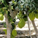 Garden Plant Artocarpus Heterophyllus Jack Fruit