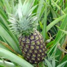 Garden Plant Ananas Pineapple Sugar Loaf