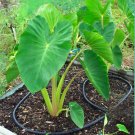Garden Plant Taro Moi