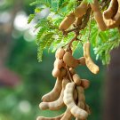 Garden Plant Tamarindus Indica Tamarind