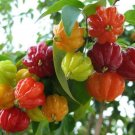 Garden Plant Surinam Cherry Eugenia Uniflora