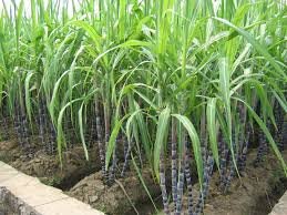 Garden Plant Sugar Cane