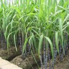 Garden Plant Sugar Cane