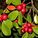 Garden Plant Strawberry Guava