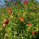 Garden Plant Punica Pomegranate
