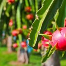 Garden Plant Pitahaya Vietnam Dragon