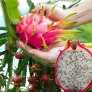 Garden Plant Pitahaya Thai Dragon