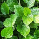 Garden Plant Piper Betel Leaf Pan