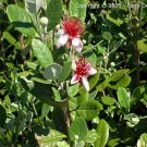 Garden Plant Pineapple Guava Feijoa Sellowiana