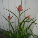 Garden Plant Ornamental Pineapple Nana