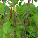 Garden Plant Morus Pakistan Mulberry