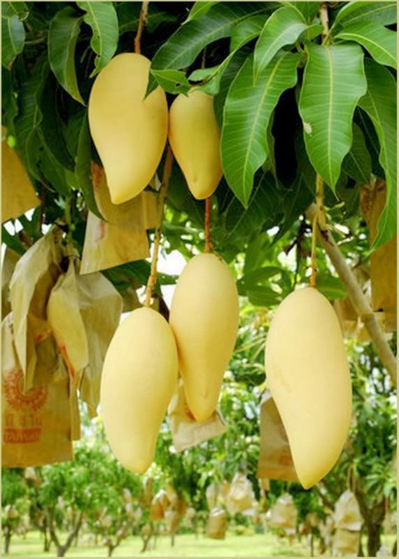 Garden Plant Mango Saigon