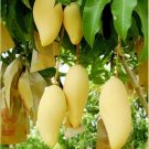 Garden Plant Mango Saigon