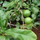 Garden Plant Macadamia Integrifolia