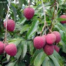 Garden Plant Litchi Chinensis Lychee