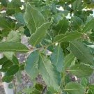 Garden Plant Laurus Nobilis Bay Leaf