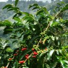 Garden Plant Kona Coffee Arabica