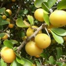 Garden Plant Kei Apple Dovyalis Caffra