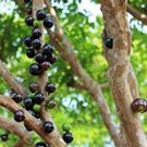 Garden Plant Jaboticaba Myrciaria Cauliflora