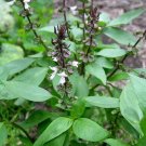 Garden Plant Holy Basil Tulsi