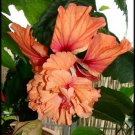 Garden Plant Hibiscus El Capitolio Orange Poodle Tail