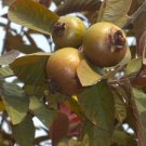 Garden Plant Guava Red Malaysian