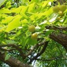 Garden Plant Ginko Biloba