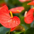 Garden Plant Anthurium “Orange Hot”