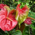 Garden Plant Anthurium “Kalapana”