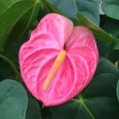 Garden Plant Anthurium “Haiti Pink”