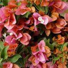 Garden Plant Bougainvillea Sundown Orange