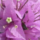 Garden Plant Bougainvillea Silhouette