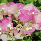Garden Plant Bougainvillea Imperial Thai Delight