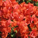 Garden Plant Bougainvillea Flame