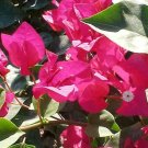 Garden Plant Bougainvillea Barbara Karst