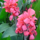 Garden Plant Crimson Beauty