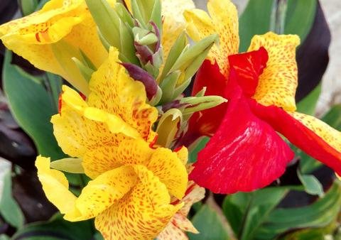 Garden Plant Cleopatra