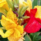 Garden Plant Cleopatra