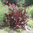 Garden Plant Canna XGeneralis Red